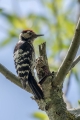 Mali_detel_Lesser_spotted_woodpecker_08.jpg