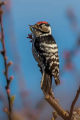 Mali_detel_Lesser_spotted_woodpecker_25.jpg