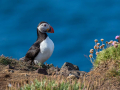 Mormon_Puffin_Fratercula_arctica_Njorke_Alcidae_16.jpg