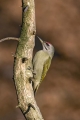 Pivka_Grey_headed_woodpecker_Picus_canus_Zolne_Picidae_07.jpg