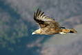 Planinski_orel_Golden_eagle_06.jpg