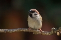 Poljski_vrabec_Tree_sparrow_13.jpg