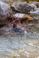 Povodni_kos_Dipper_29.jpg