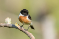 Prosnik_Stonechat_85.jpg