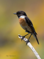 Prosnik_Stonechat_87.jpg