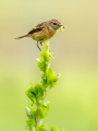 Prosnik_Stonechat_88.jpg