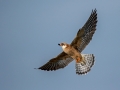 Rdecenoga_postovka_Red_footed_falcon_Falco_vespertinus_Sokoli_Falconidae_42.jpg