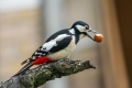 Veliki_detel_Great_spotted_woodpecker_Zolne_Zolne_Picidae_09.jpg