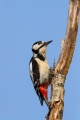 Veliki_detel_Great_spotted_woodpecker_Zolne_Zolne_Picidae_11.jpg