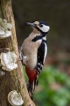 Veliki_detel_Great_spotted_woodpecker_Zolne_Zolne_Picidae_14.jpg