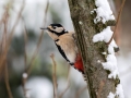 Veliki_detel_Great_spotted_woodpecker_Zolne_Zolne_Picidae_16.jpg