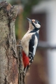 Veliki_detel_Great_spotted_woodpecker_Zolne_Zolne_Picidae_19.jpg