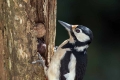 Veliki_detel_Great_spotted_woodpecker_Zolne_Zolne_Picidae_21.jpg