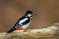 Veliki_detel_Great_spotted_woodpecker_Zolne_Zolne_Picidae_22.jpg