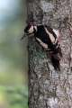Veliki_detel_Great_spotted_woodpecker_Zolne_Zolne_Picidae_24.jpg