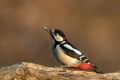 Veliki_detel_Great_spotted_woodpecker_Zolne_Zolne_Picidae_25.jpg