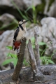 Veliki_detel_Great_spotted_woodpecker_Zolne_Zolne_Picidae_26.jpg