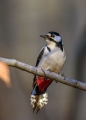Veliki_detel_Great_spotted_woodpecker_Zolne_Zolne_Picidae_28.jpg