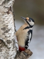 Veliki_detel_Great_spotted_woodpecker_Zolne_Zolne_Picidae_32~0.jpg
