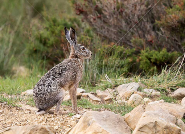 Klikni za ogled večje slike