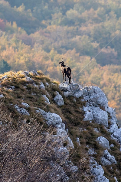 Klikni za ogled večje slike