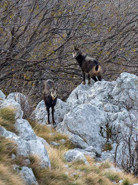 Klikni za ogled večje slike