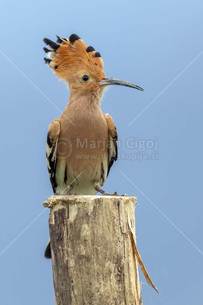 Klikni za ogled večje slike