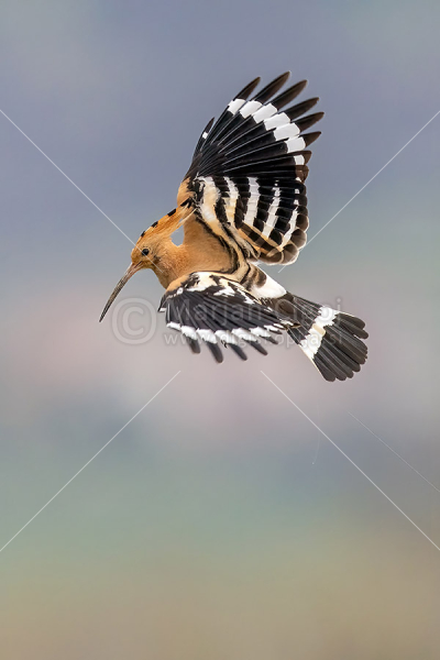 Klikni za ogled večje slike