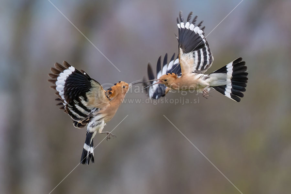 Klikni za ogled večje slike