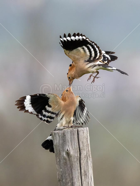 Klikni za ogled večje slike