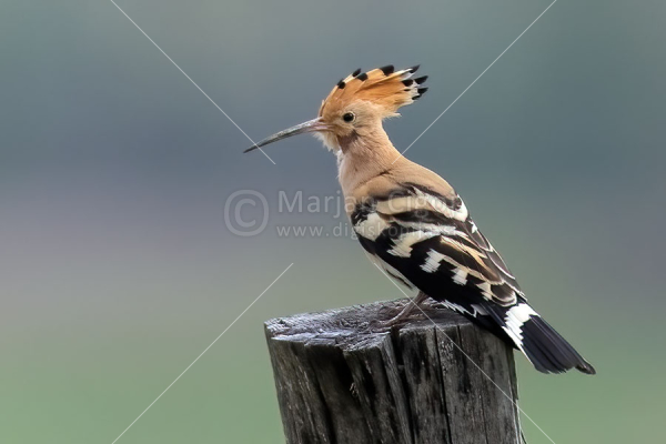 Klikni za ogled večje slike