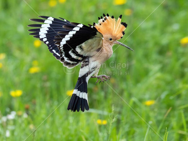 Klikni za ogled večje slike