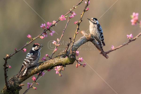 Klikni za ogled večje slike