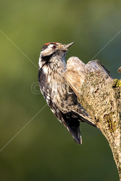 Klikni za ogled večje slike