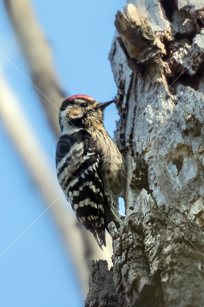 Klikni za ogled večje slike