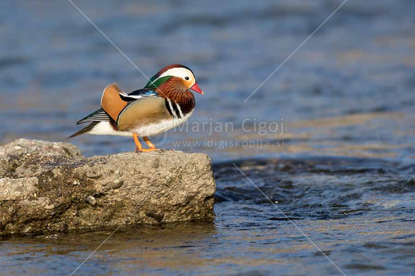 Klikni za ogled večje slike