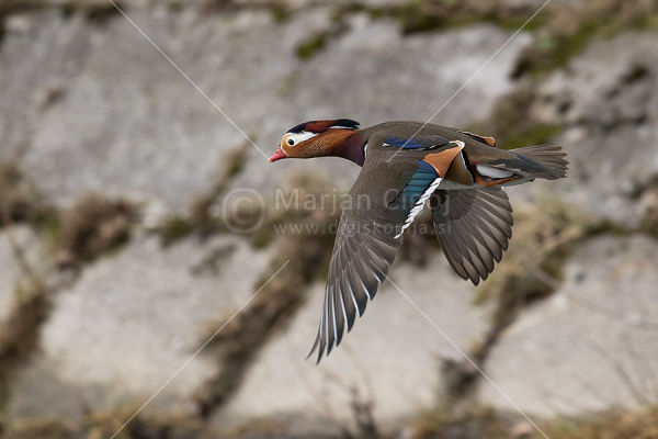 Klikni za ogled večje slike