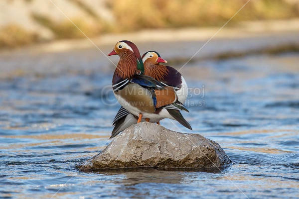 Klikni za ogled večje slike