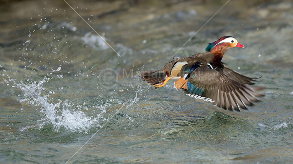 Klikni za ogled večje slike