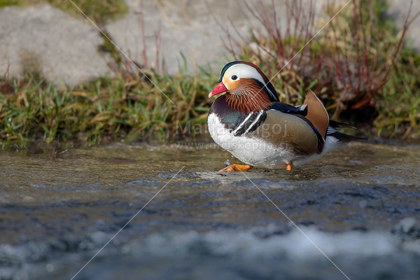 Klikni za ogled večje slike