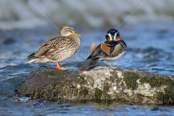 Klikni za ogled večje slike