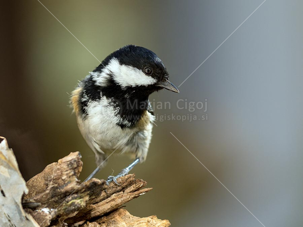 Klikni za ogled večje slike