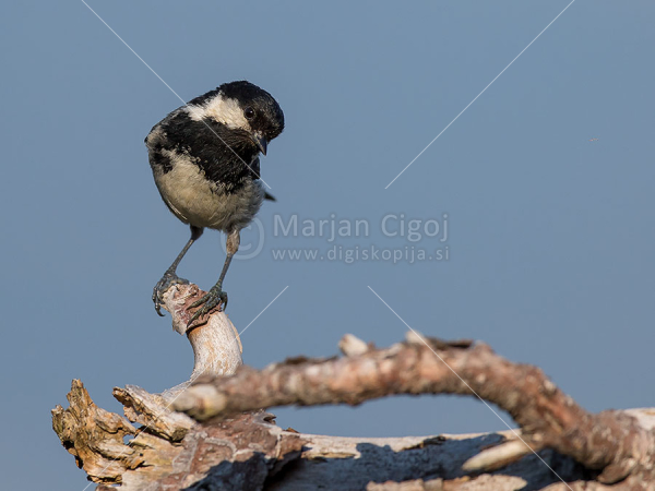 Klikni za ogled večje slike