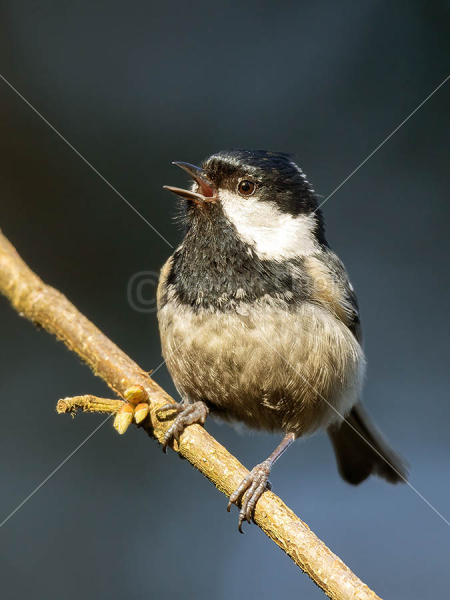 Klikni za ogled večje slike