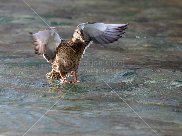 Klikni za ogled večje slike
