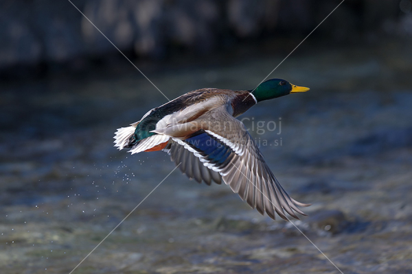 Klikni za ogled večje slike