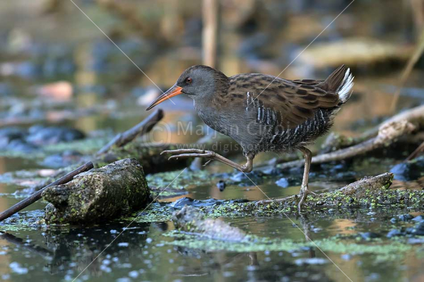 Klikni za ogled večje slike