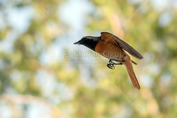 Klikni za ogled večje slike