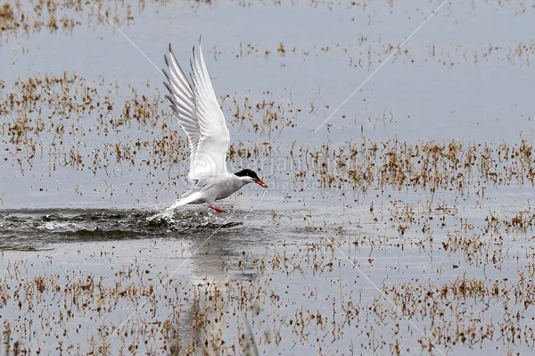 Klikni za ogled večje slike