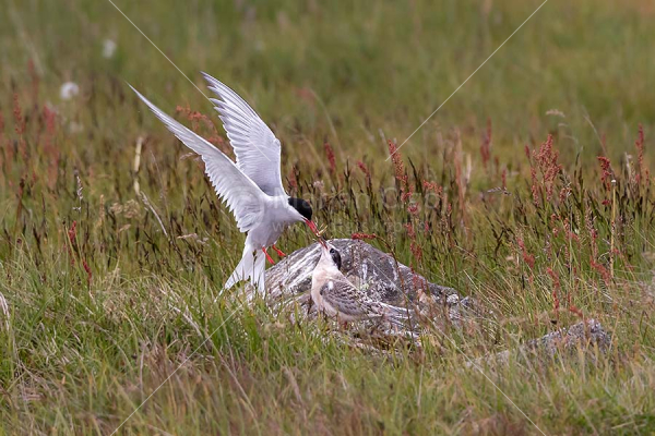 Klikni za ogled večje slike